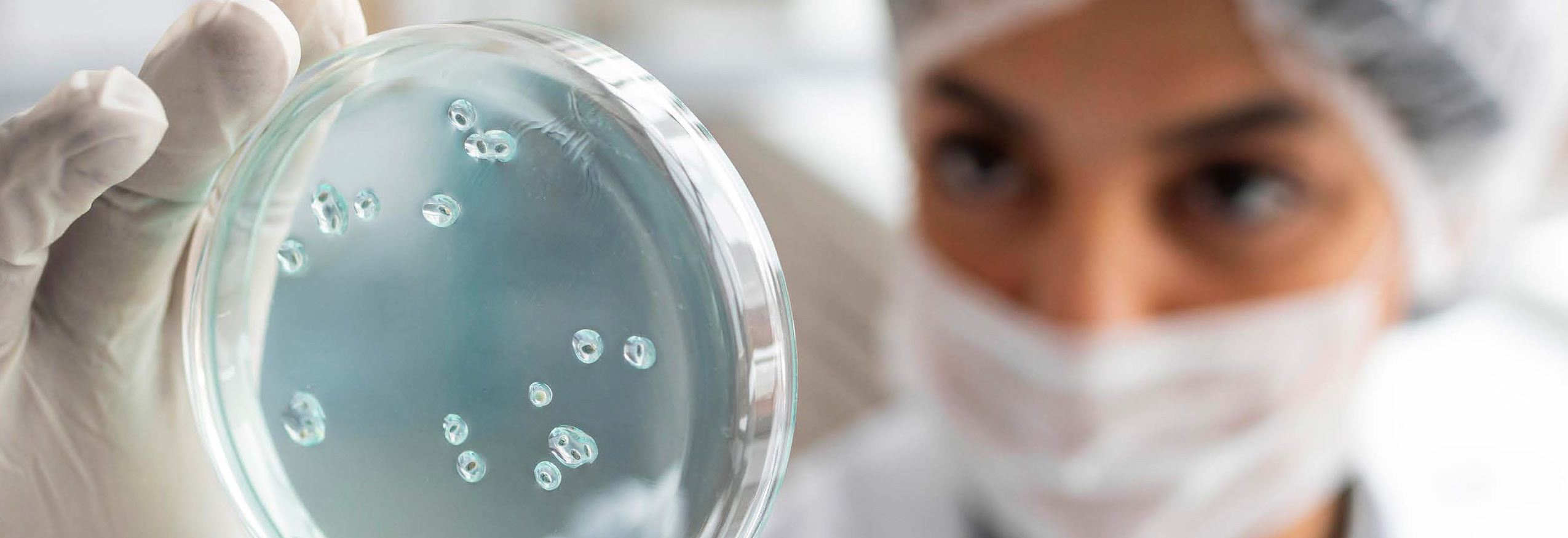 A pathologist looking at petri dish